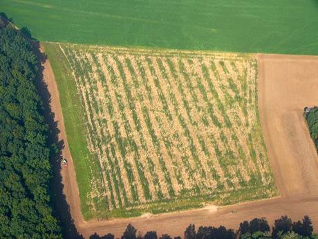 Wildschäden Feststellung Wildschäden Feststellung